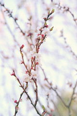 Tree branches with blooming flowers on blurred background