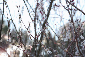 Tree branches with blooming flowers on blurred background