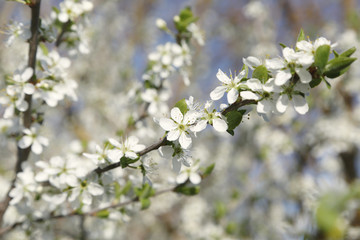 Tree branches with blooming flowers on blurred background