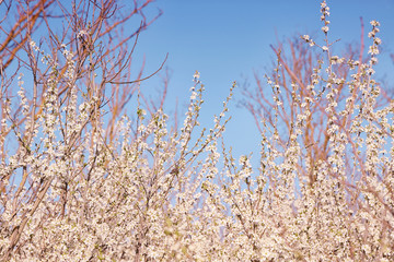 Tree branches with blooming flowers on blue sky background