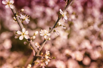 Tree branch with blooming flowers on blurred background
