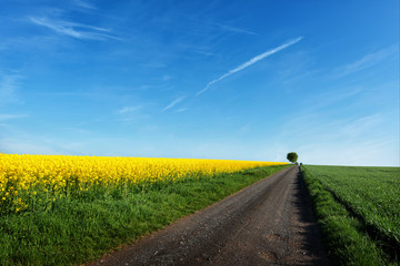 Dirt road with canola field