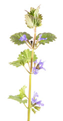 Field balm or ground-ivy (Glechoma hederacea) isolated on white background. Medicinal plant