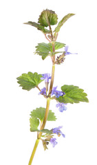 Field balm or ground-ivy (Glechoma hederacea) isolated on white background. Medicinal plant