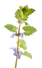 Field balm or ground-ivy (Glechoma hederacea) isolated on white background. Medicinal plant