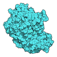 B-cell activating factor (BAFF, extracellular domain fragment) protein. Cytokine that acts as B cell activator. Target of the monoclonal antibody drug belimumab. 