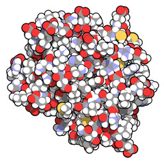CD3 protein (epsilon/delta ectodomain dimer). CD3 is present on the surface of T-lymphocytes and is required for T-cell activation. 3D rendering based on protein data bank entry 1xiw.