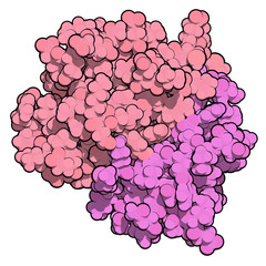 CD3 protein (epsilon/delta ectodomain dimer). CD3 is present on the surface of T-lymphocytes and is required for T-cell activation. 3D rendering based on protein data bank entry 1xiw.