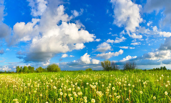 Fototapeta Dandelions on spring meadow