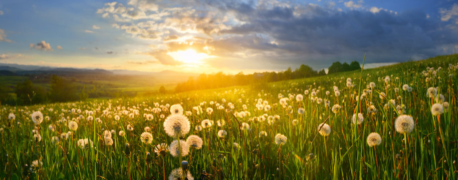 Fototapeta Dandelions