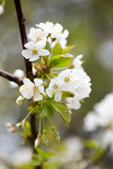 Fototapeta premium Cherry blossom in spring for background.