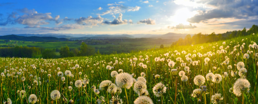 Fototapeta Dandelions