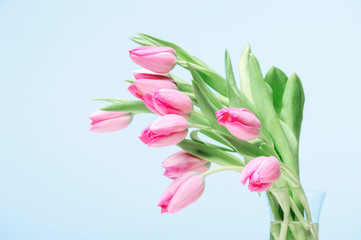 pink tulips with sky