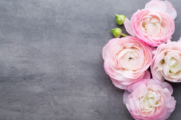 Pink beautiful ranunculus on gray background.