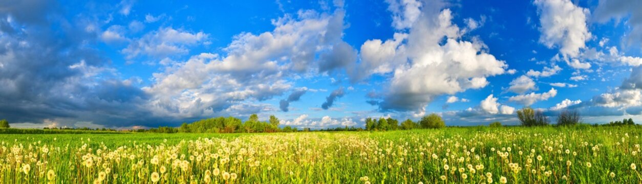 Fototapeta Spring meadow panorama, full of dandelions
