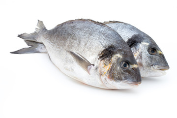 Fresh bream sea isolated on white background.
