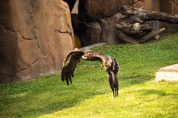 exhibition flight