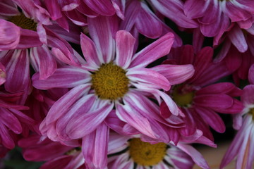 pink chrysanthemum background