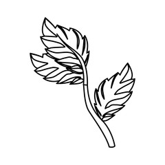 Mint plant leaves icon vector illustration graphic design