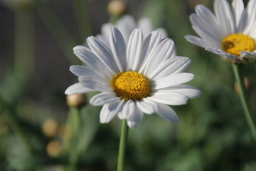 Obraz premium daisies