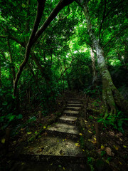 石垣島の森