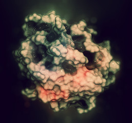 Neutrophil elastase enzyme. Plays role in defense against bacteria. 3D rendering based on protein data bank entry 5a8x.