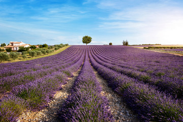 Naklejka na ściany i meble lavender field with house and tree