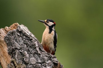 pic epeiche