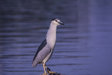 Night Heron
