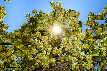 flowers blossoming tree linden wood