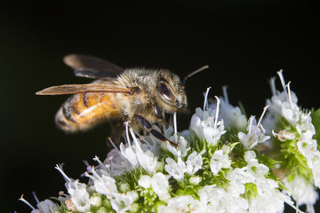 Honey Bee (Apis mellifera) collecting nectar and pollen on Mentha sachalinensis is known by the common name of garden mint