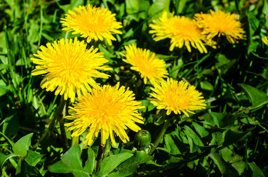 Yellow dandelions on early spring