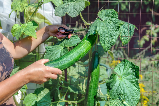 Woman Hands Picking A Cucumber, Close Up