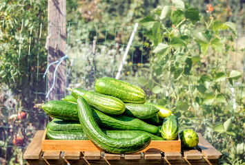 Cucumbers in a box on a wooden table