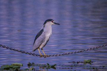Night Heron