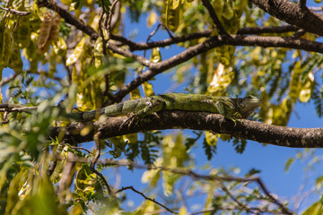 Fototapeta premium Leguan auf Baum