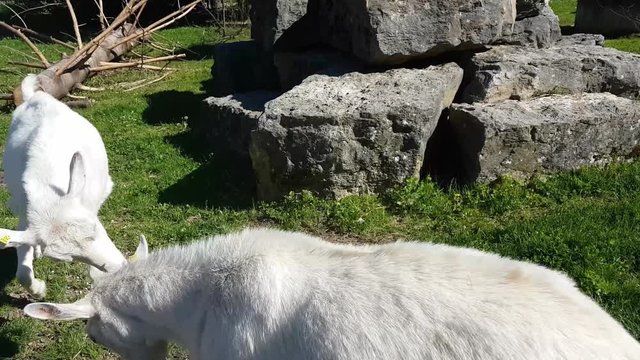  Young white goats playing