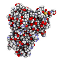 Interleukin 4 (IL-4, human, recombinant) protein. Cytokine that induces differentiation of naive helper T cells to Th2 lymphocytes. 3D rendering based on protein data bank entry 2int.