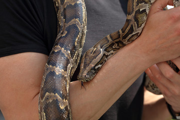 Fototapeta premium Man holding snake tiger python in hands