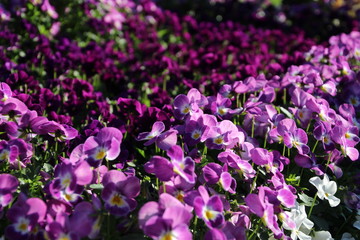 Fototapeta premium pansies