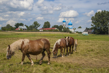 Horses grazing near a village with an Orthodox church in background. 