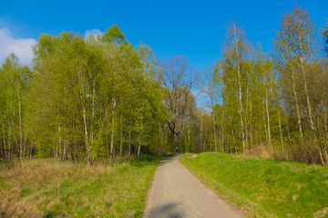 Fototapeta na wymiar The road leading to the colorful forest in Łęknica in Poland near the border with Germany. Beautiful sunny day in summer or spring.