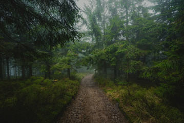 Fototapeta na wymiar Hiking trail through a mystic forest