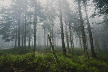 Mysterious forrest in the fog