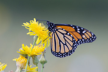 Monarch butterfly