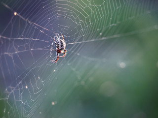 Spider at the net close-up colorful