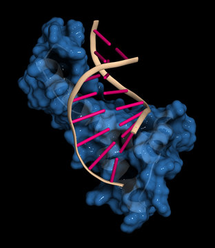Sex-determining region Y (SRY, TDF, HMG domain) protein, bound to DNA. Protein involved in male sex determination in humans. 3D rendering based on protein data bank entry 1hry.