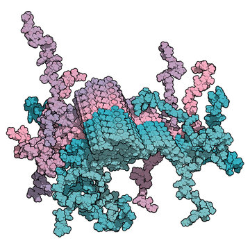 Alpha-synuclein fibril structure, determined by solid-state NMR. Thought to play a role in diseases including Parkinson's disease and dementia with Lewy bodies.