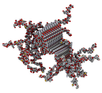 Alpha-synuclein Fibril Structure, Determined By Solid-state NMR. Thought To Play A Role In Diseases Including Parkinson's Disease And Dementia With Lewy Bodies.