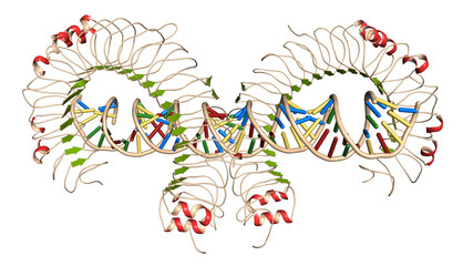Toll-like receptor 3 (TLR3, murine, ectodomain) protein, bound to double-stranded RNA. Involved in host defense against viruses. 
